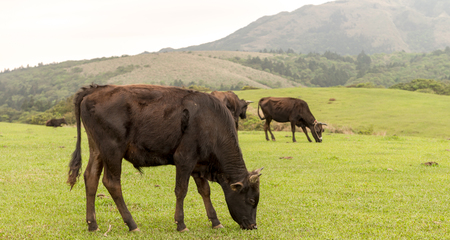 Yangmingshan Nation Park Cow at Qing Tian Gang, Taipei Apr 2016の写真素材