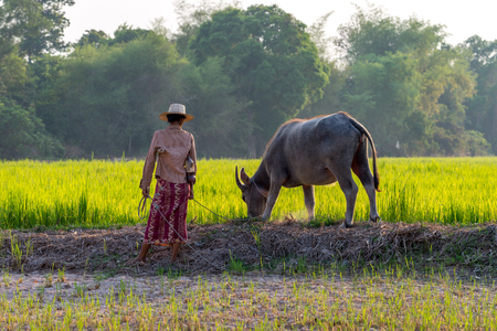 Buffalo in Rice field Siem Reap, Cambodia Apr 2016の写真素材