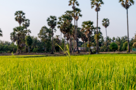 Rice field Siem Reap, Cambodia Apr 2016の写真素材