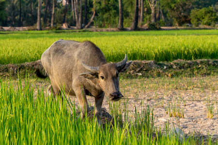 Buffalo in Rice field Siem Reap, Cambodia Apr 2016の写真素材