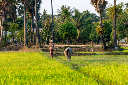 Buffalo in Rice field Siem Reap, Cambodia Apr 2016の写真素材
