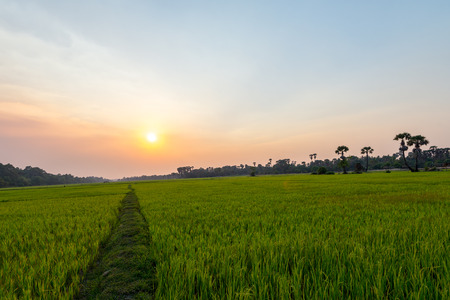 Rice field Siem Reap, Cambodia Apr 2016の写真素材