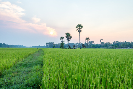 Rice field Siem Reap, Cambodia Apr 2016の写真素材
