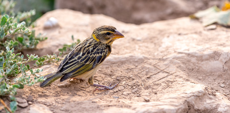 Colorful Bird in the village yard looking for foodの写真素材