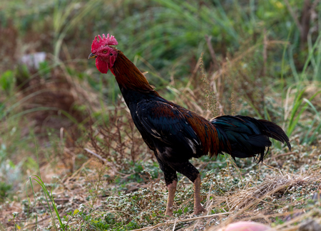 Colorful Rooster in the village yardの写真素材