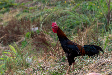 Colorful Rooster in the village yardの写真素材
