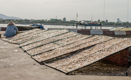 Small salted fish dried under the sunlight Danang, Vietnam 2016の写真素材