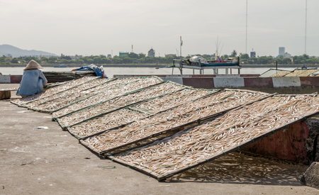 Small salted fish dried under the sunlight Danang, Vietnam 2016の写真素材