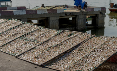 Small salted fish dried under the sunlight Danang, Vietnam 2016の写真素材