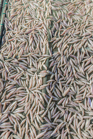 Small salted fish dried under the sunlight Danang, Vietnam 2016の写真素材