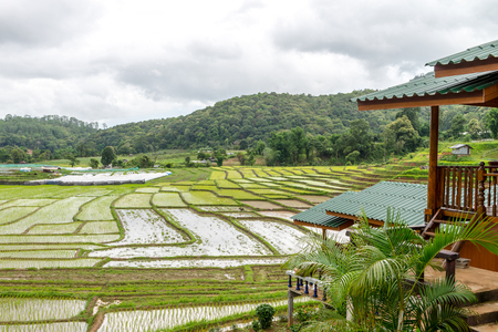 Rice field in Doi Inthanon national park Chiang Mai, Jun 2016の写真素材