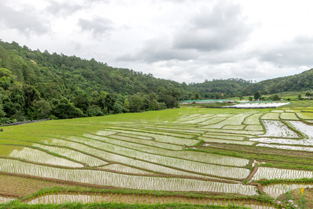 Rice field in Doi Inthanon national park Chiang Mai, Jun 2016の写真素材