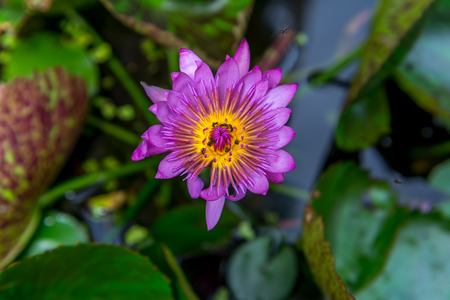 Purple Pink water liliesの写真素材
