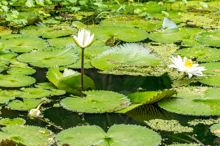 White water lilies in the lakeの写真素材
