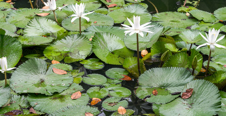 White water lilies in the lakeの写真素材