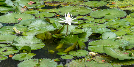 White water lilies in the lakeの写真素材