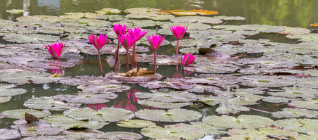 Purple Pink water liliesの写真素材