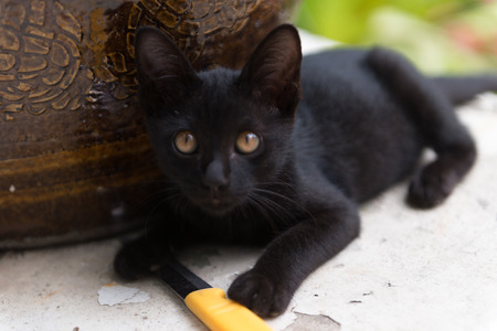 Small Black Kitten play knifeの写真素材