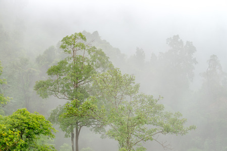 Forest and mountain in Sangkhlaburi District, Kanchanaburi Thailand Aug 2016の写真素材