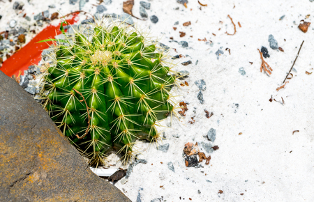 Cactus Plant Backgroundの写真素材