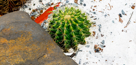 Cactus Plant Backgroundの写真素材