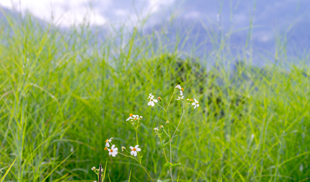 Natural Mountain Huai Nam Khun Village Chiang Rai, Thailand Sep 2016の写真素材