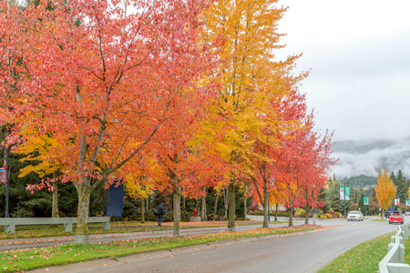 Natural during autumn in Vancouver Canada Oct 2016の写真素材