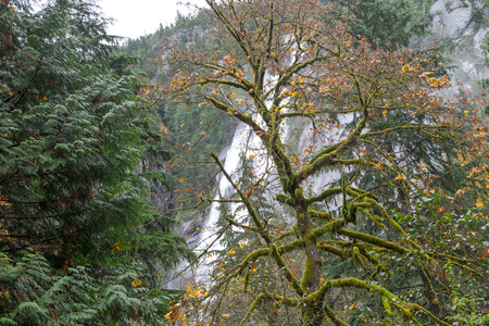 Pine Tree in the forest, Vancouver Canada Oct 2016の写真素材