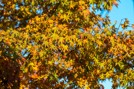 Natural during autumn in Vancouver Canada Oct 2016の写真素材