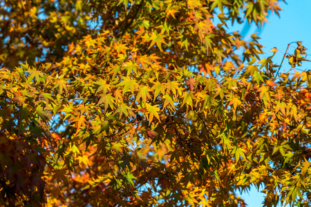 Natural during autumn in Vancouver Canada Oct 2016の写真素材