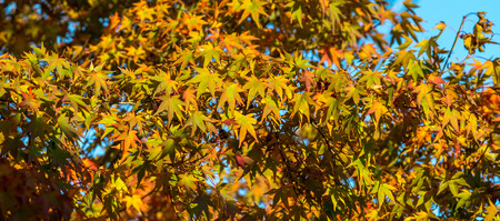 Natural during autumn in Vancouver Canada Oct 2016の写真素材