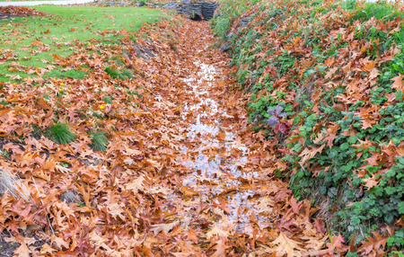 Natural during autumn in Vancouver Canada Oct 2016の写真素材