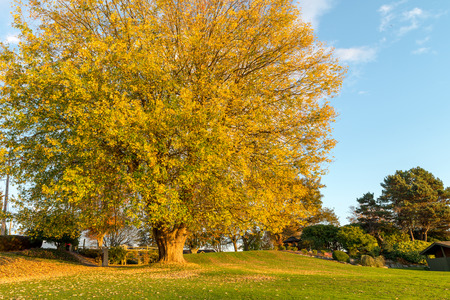 Natural during autumn in Vancouver Canada Oct 2016の写真素材