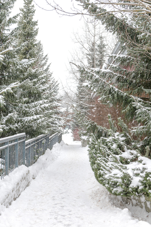 Natural during winter season in Vancouver Canada Dec 2016の写真素材