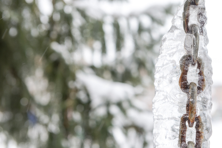 Natural during winter season in Vancouver Canada Dec 2016の写真素材