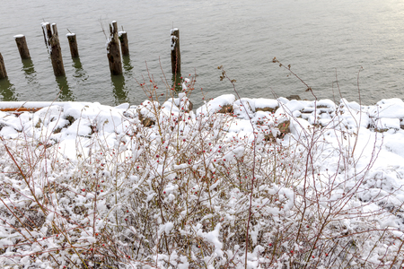 Snowing in a park near a bridge New Westminster, Vancouver Jan 2017の写真素材