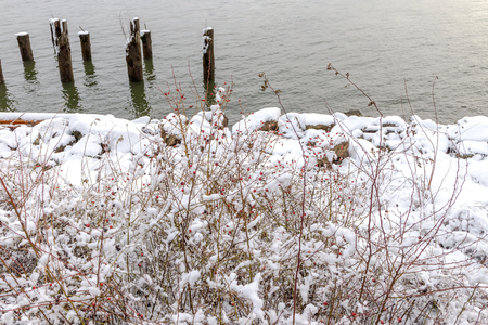 Snowing in a park near a bridge New Westminster, Vancouver Jan 2017の写真素材