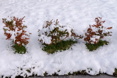 Natural during winter season in Vancouver Canada Dec 2016のeditorial素材