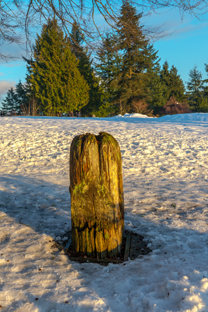 Burnaby Mountain Totem pole Vancouver Jan 2017.の写真素材