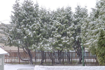 Natural during winter season in Vancouver Canada Dec 2016の写真素材