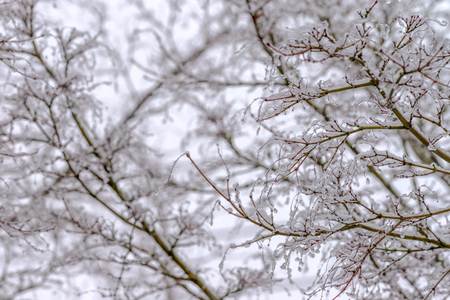 Natural during winter season in Vancouver Canada Dec 2016の写真素材