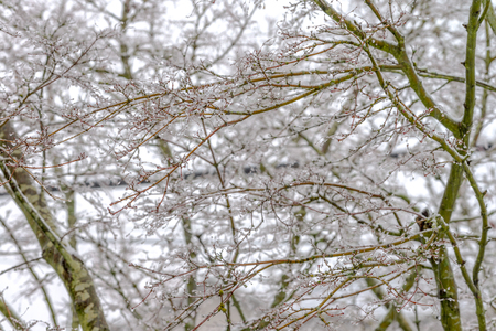 Natural during winter season in Vancouver Canada Dec 2016の写真素材