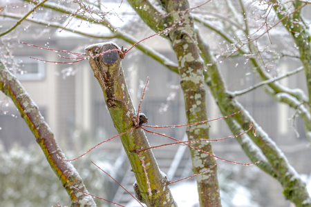 Natural during winter season in Vancouver Canada Dec 2016の写真素材