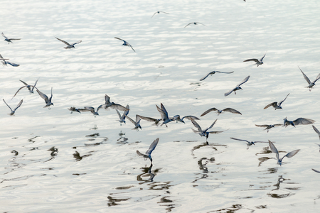 Seagull was flying above the sea shore during sunset Dec 2017.の写真素材