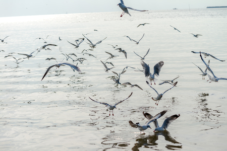 Seagull was flying above the sea shore during sunset Dec 2017.の写真素材
