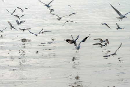 Seagull was flying above the sea shore during sunset Dec 2017.の写真素材