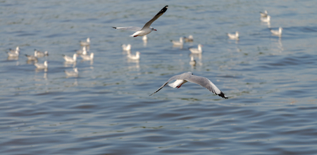 Seagull was flying above the sea shore during sunset Dec 2017.の写真素材