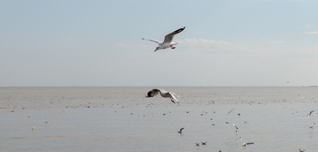 Seagull was flying above the sea shore during sunset Dec 2017.の写真素材