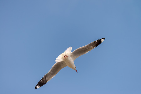 Seagull was flying above the sea shore during sunset Dec 2017.の写真素材