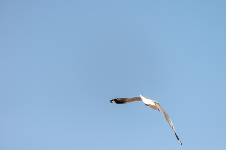 Seagull was flying above the sea shore during sunset Dec 2017.の写真素材